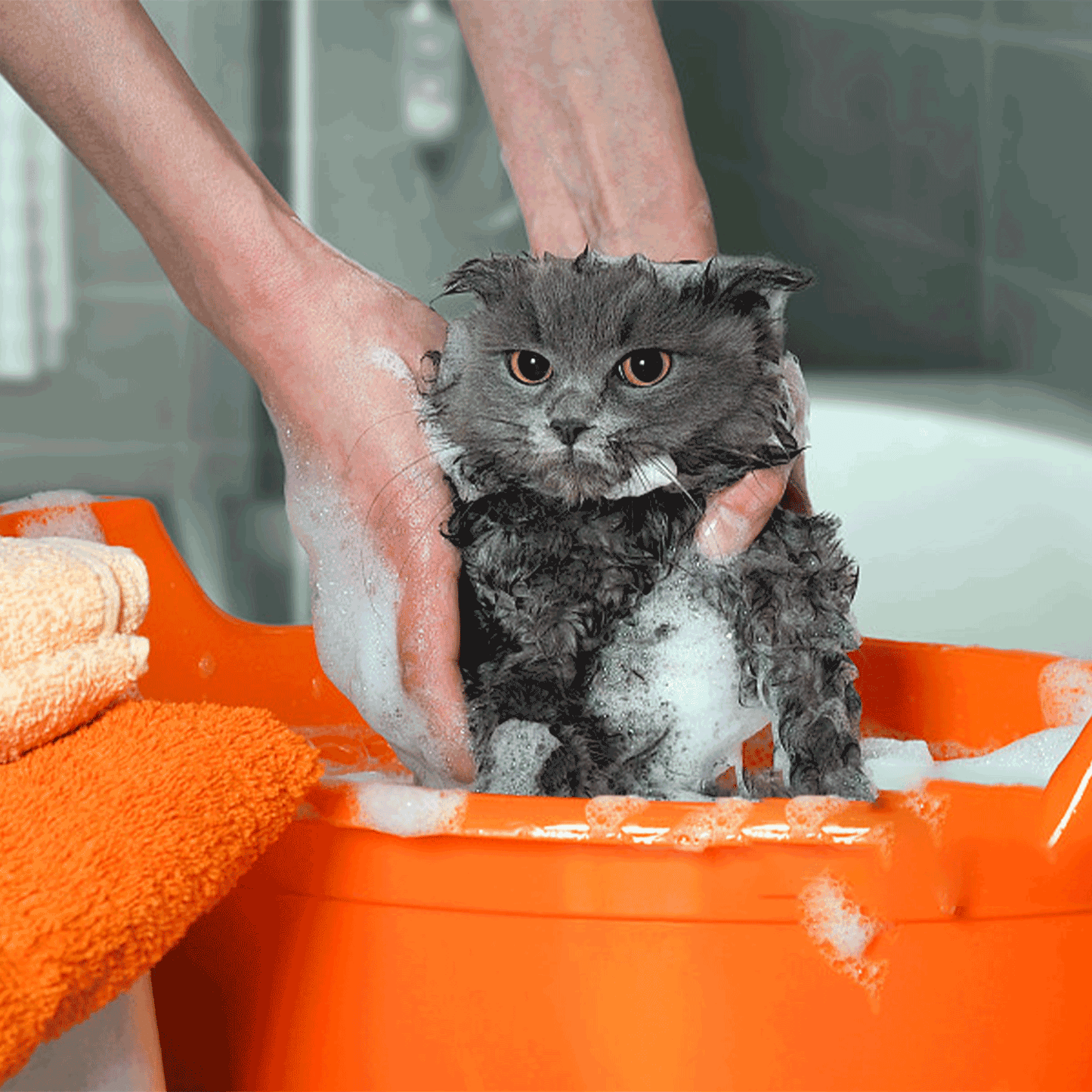 SHAMPOO VANIGLIA PER GATTI A PELO SCURO ML.300