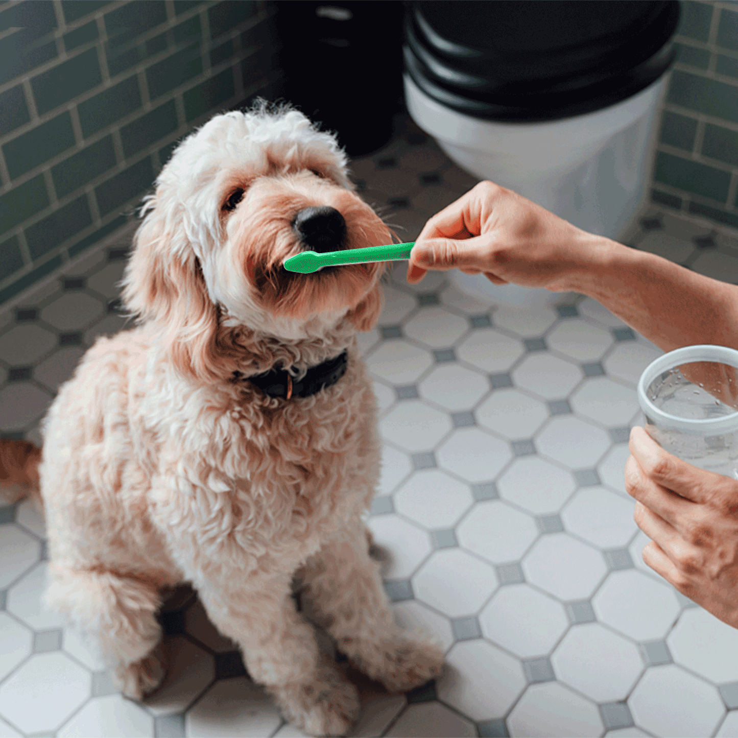 KIT DENTIFRICIO E SPAZZOLINO