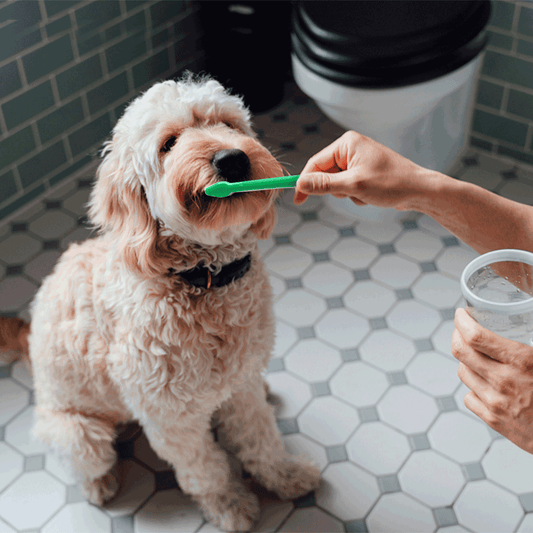 KIT DENTIFRICIO E SPAZZOLINO